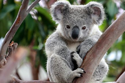 Чому коалу так назвали чому коалу назвали коалою