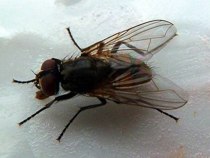 Чому кімнатна муха може бути небезпечною фото чому кімнатна муха може бути небезпечною, фото