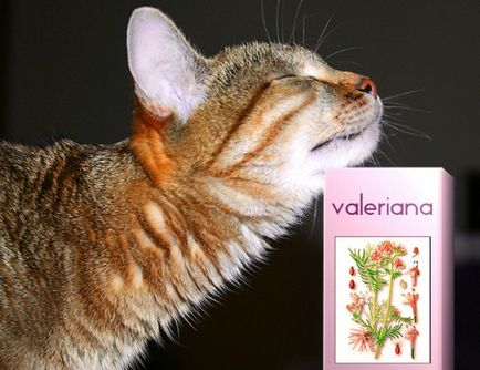 De ce pisicile iubesc valeriana si cum poate fi inlocuita