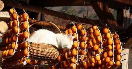 De ce pisicile iubesc curmal japonez, beneficiile si raul, pisica si pisica