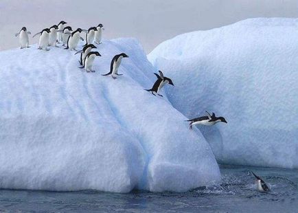De ce pinguinii nu îngheață în Antarctica