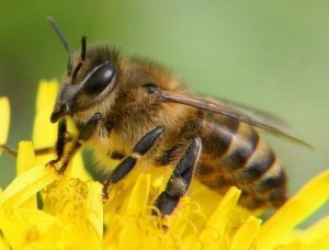 Чому пропадають бджоли