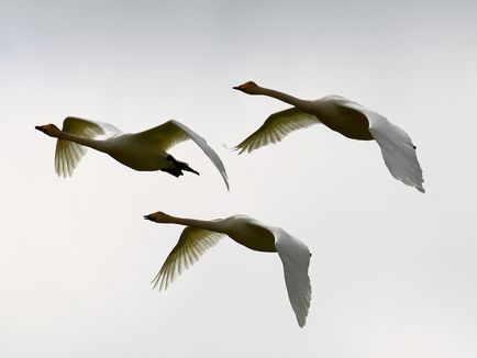 Miért madarak repülnek el a csodálatos állatok világa