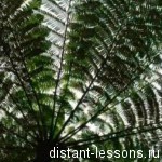 Чому рослини повертаються до світла, дистанційні уроки