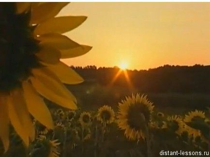 De ce plantele se transformă în lumină, lecții îndepărtate