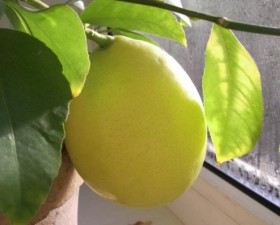 Чому у лимона жовтіє і опадає листя, що робити