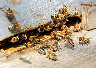 De ce albinele dispar în regiune