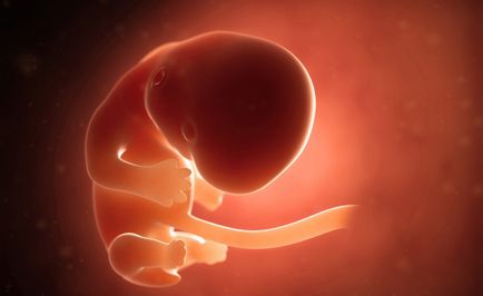 Sexul embrionului, vitaportal - sănătate și medicină