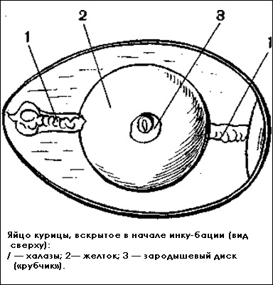 Нарушения на възпроизводителната система и най-вече за разплод, снасят животни, боб с форма на тестисите