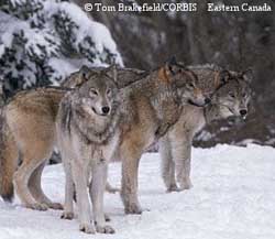 Rase de lupi - sursa bunei dispoziții