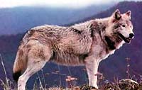 Breed farkas - egy forrása a jó hangulat