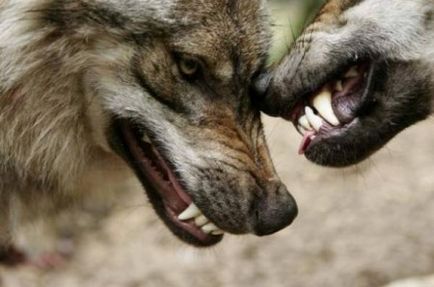 Rase de lupi - sursa bunei dispoziții