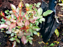 Ültetés montbretsii - miként a helyes dolgot, virágok a kertben (tanya)