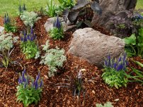 Ültetés montbretsii - miként a helyes dolgot, virágok a kertben (tanya)