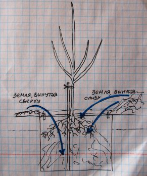 Plantarea pomilor fructiferi