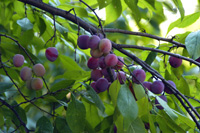 Plantarea de prune, cum să plantați și să creșteți în mod corespunzător un prun