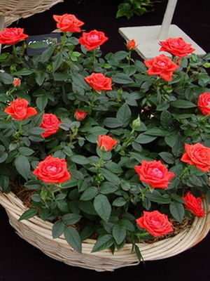Megfelelő metszés bokor rózsa, dachasadovoda