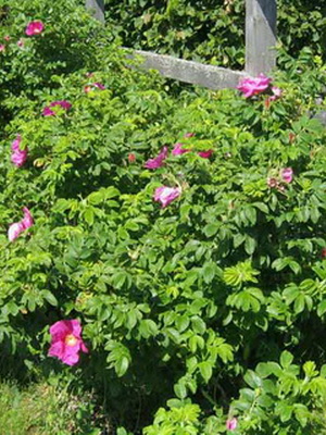 Megfelelő metszés bokor rózsa, dachasadovoda
