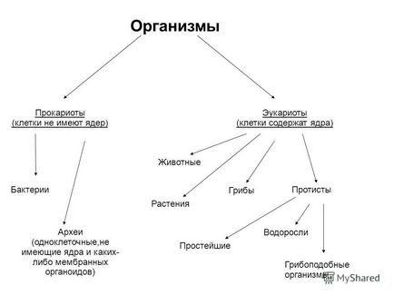 Prezentarea pe tema citologiei este o știință care studiază celulele vii, organoizii lor, structura lor,