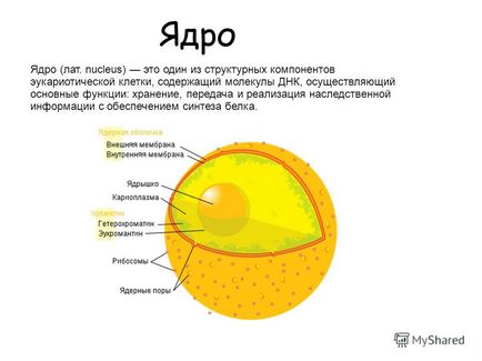 Презентація на тему цитологія наука, що вивчає живі клітини, їх органели, їх будова,