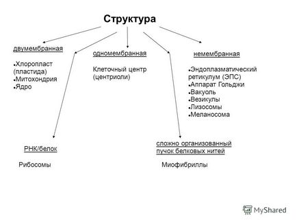 Prezentarea pe tema citologiei este o știință care studiază celulele vii, organoizii lor, structura lor,