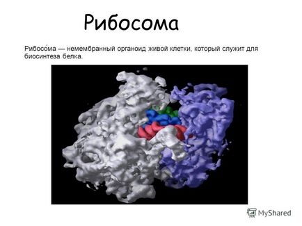 Prezentarea pe tema citologiei este o știință care studiază celulele vii, organoizii lor, structura lor,