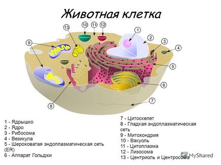 Előadás a citológia tanulmányozásával élő sejtek és azok organellumokból felépítését,