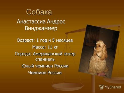 O prezentare pe tema unei pisici și a unui câine în oglinda fizică a școlii mole - vuvk eva - a fost realizată de un student 9