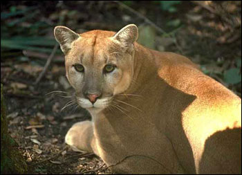 Natura statului Florida, enciclopedie Statele Unite