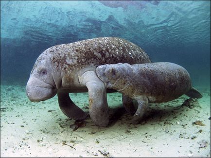 Natura statului Florida, enciclopedie Statele Unite