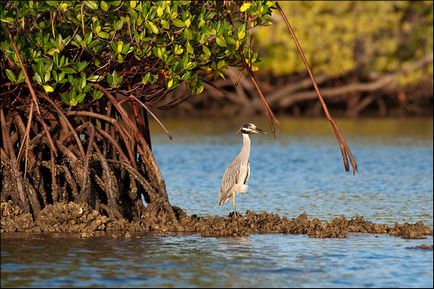 Natura statului Florida, enciclopedie Statele Unite