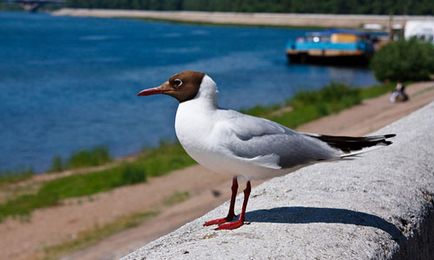 Pescarul a visat ce este, ce înseamnă un pescăruș într-un vis