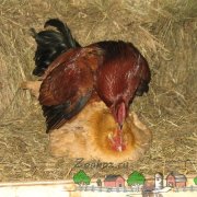 Процес інкубації і проблеми при виведенні курчат