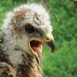 Întrebările și răspunsurile lui Goshawk