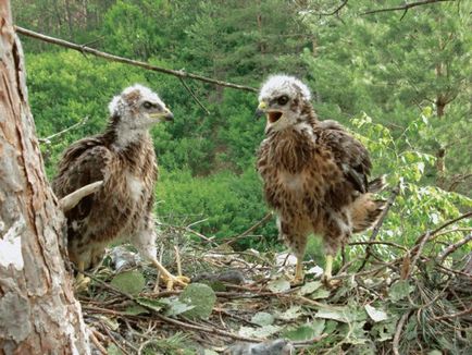 Fióka Goshawk kérdések és válaszok