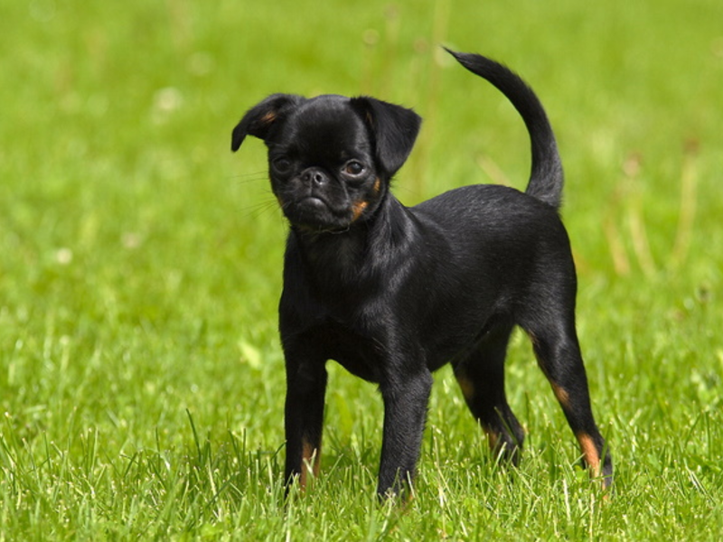 Пті брабансон порода собак опис і основні характеристики, фото і відгуки власників, зміст