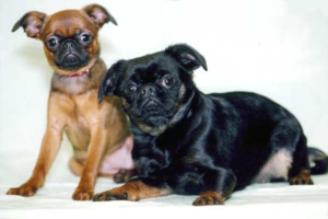 Пті брабансон порода собак опис і основні характеристики, фото і відгуки власників, зміст