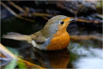 Păsări în cadru - arhive - o baie de păsări de iarnă pentru păsări