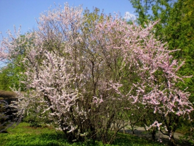 Arbori timpurii de înflorire (elementele de bază ale grădinăritului decorativ) Arbori timpurii de înflorire