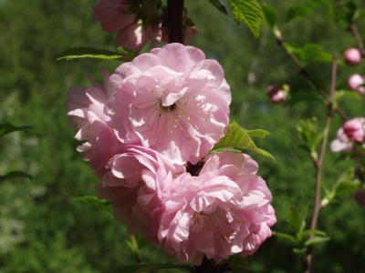 Arbori timpurii de înflorire