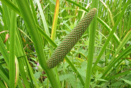 Plant sup - ültetés és gondozás, gyógyító tulajdonságokkal