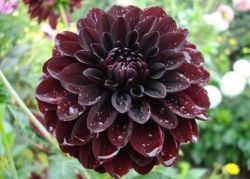 Dahlia floare valoare plante