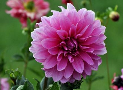 Dahlia floare valoare plante