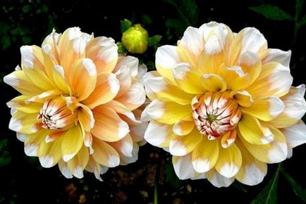 Dahlia floare valoare plante