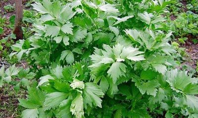 Plante lovage