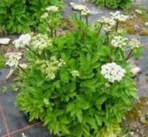 Plante lovage