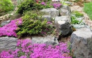 Plantele pentru diapozitivele alpine care plantează în grădina de rock