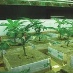 Remedii pentru plante pentru dăunători de canabis - cultivarea canabisului, a marijuanei, a canabisului în aer liber