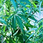 Remedii pentru plante pentru dăunători de canabis - cultivarea canabisului, a marijuanei, a canabisului în aer liber