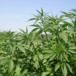 Remedii pentru plante pentru dăunători de canabis - cultivarea canabisului, a marijuanei, a canabisului în aer liber